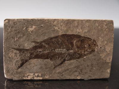 Jianghanichthys (Fish Fossil)